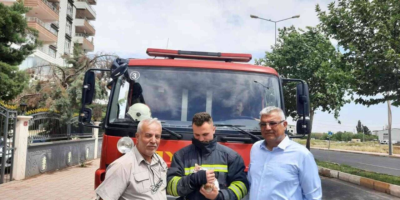 İki gün ağaçta mahsur kalan yavru kedi Dermanbaba’nın duyarlılığı sayesinde kurtarıldı