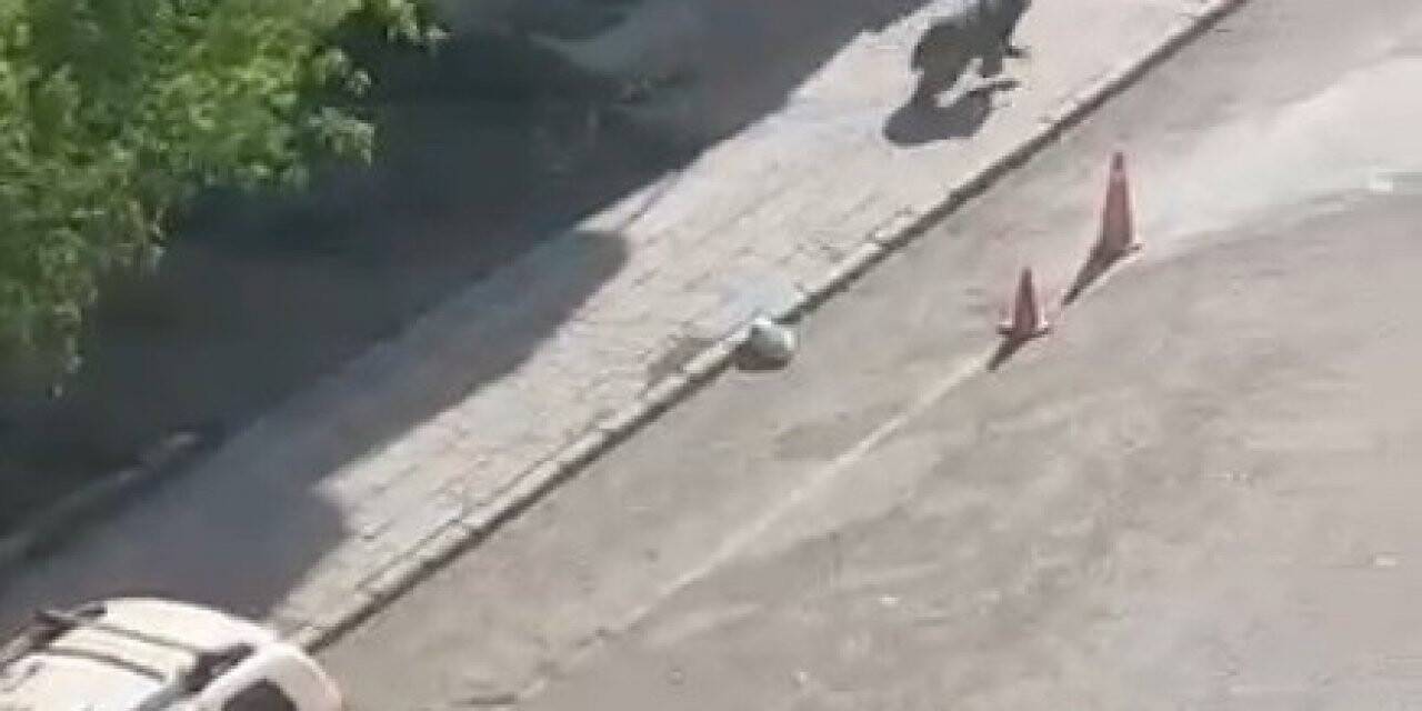 Sarıkamış’ta merkeze inan boz ayı panik yaşattı