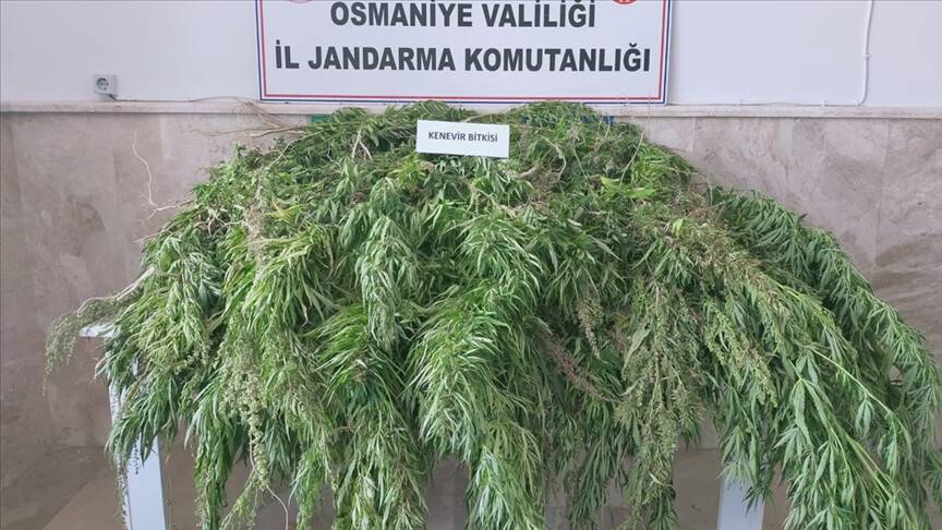 55 bin kök kenevir bitkisi ele geçirildi