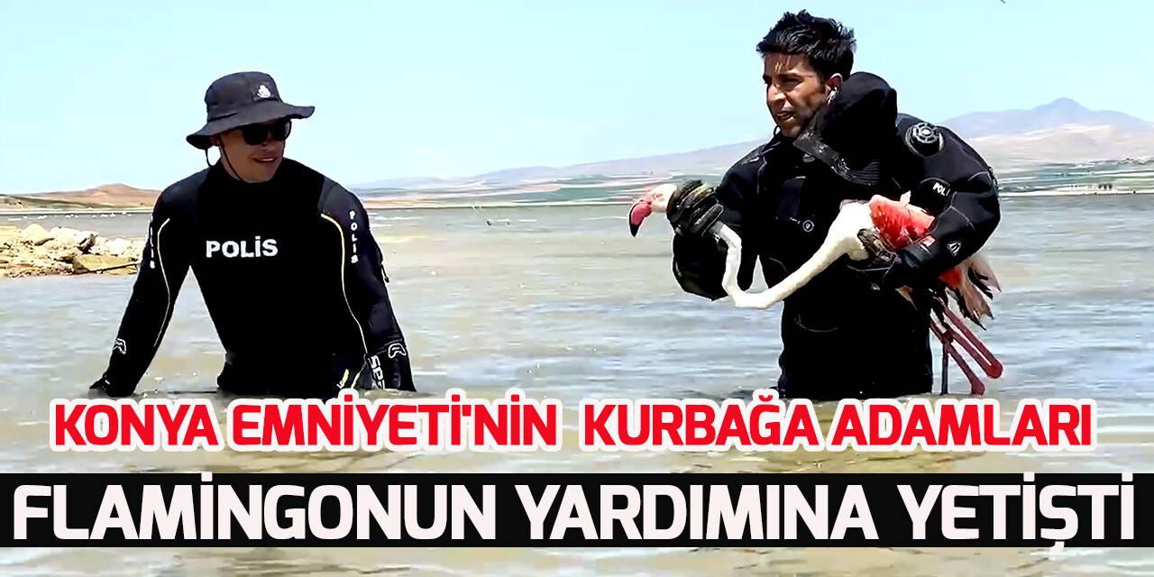 Dalgıç polislerin arama yaptığı nehirde bulunan yaralı flamingo tedavi edildi