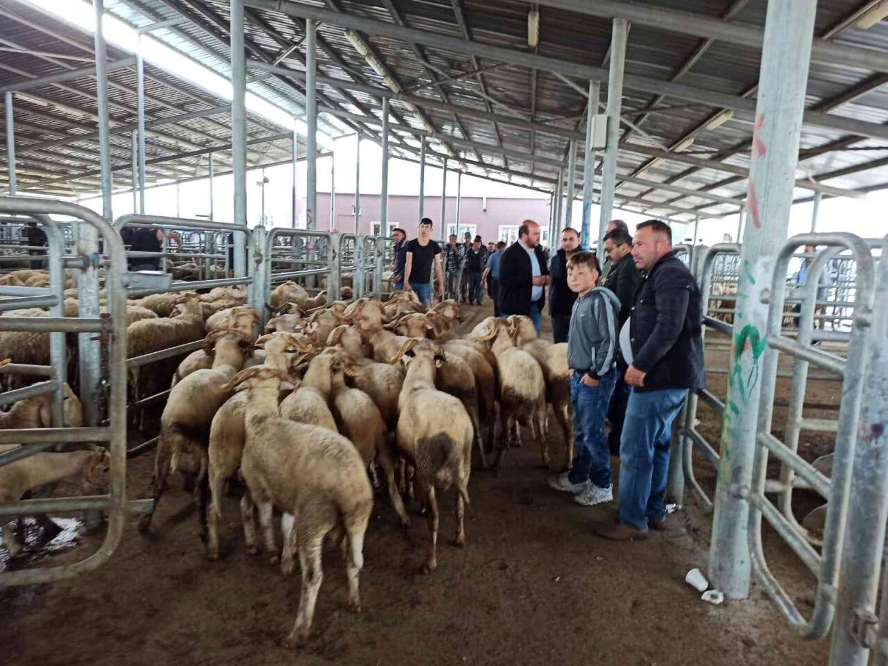 Küçükbaş hayvan pazarında hareketlilik başladı