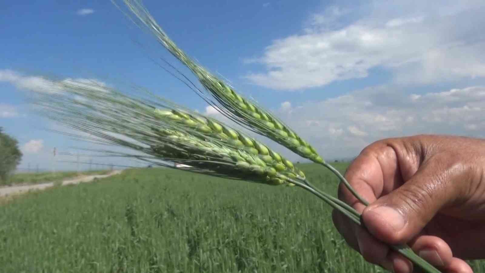 Çiftçiler arpa ve buğday veriminde yüzde 75 artış bekliyor