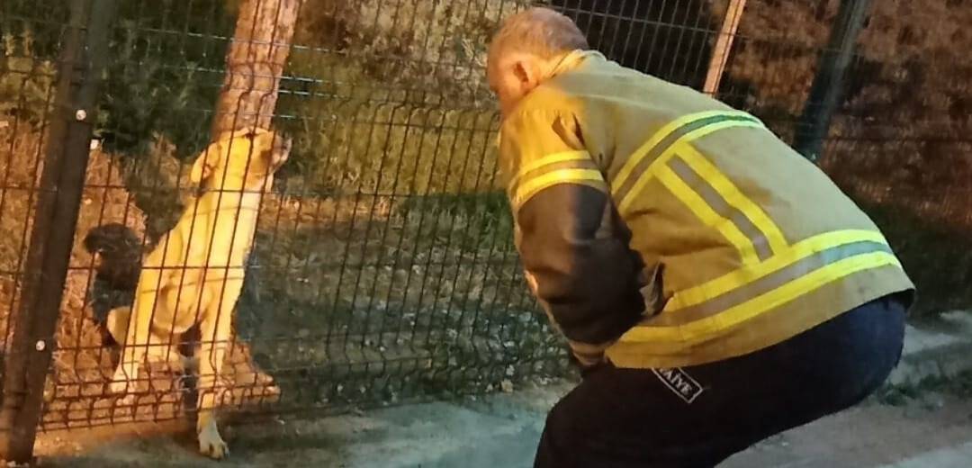 Parkın koruma tellerine sıkışan köpeği itfaiye kurtardı