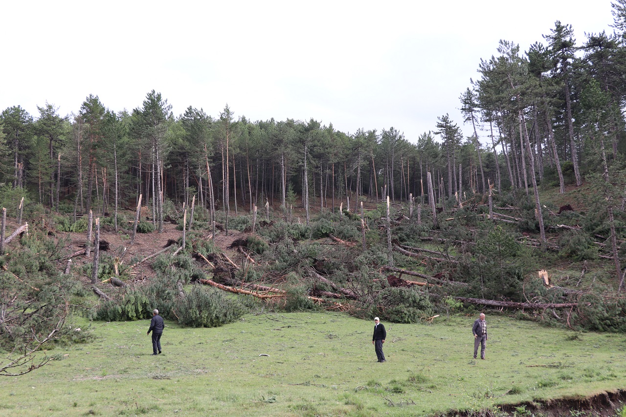 Kütahya'da hortum ve fırtınanın 530 çam ağacına zarar verdiği tespit edildi