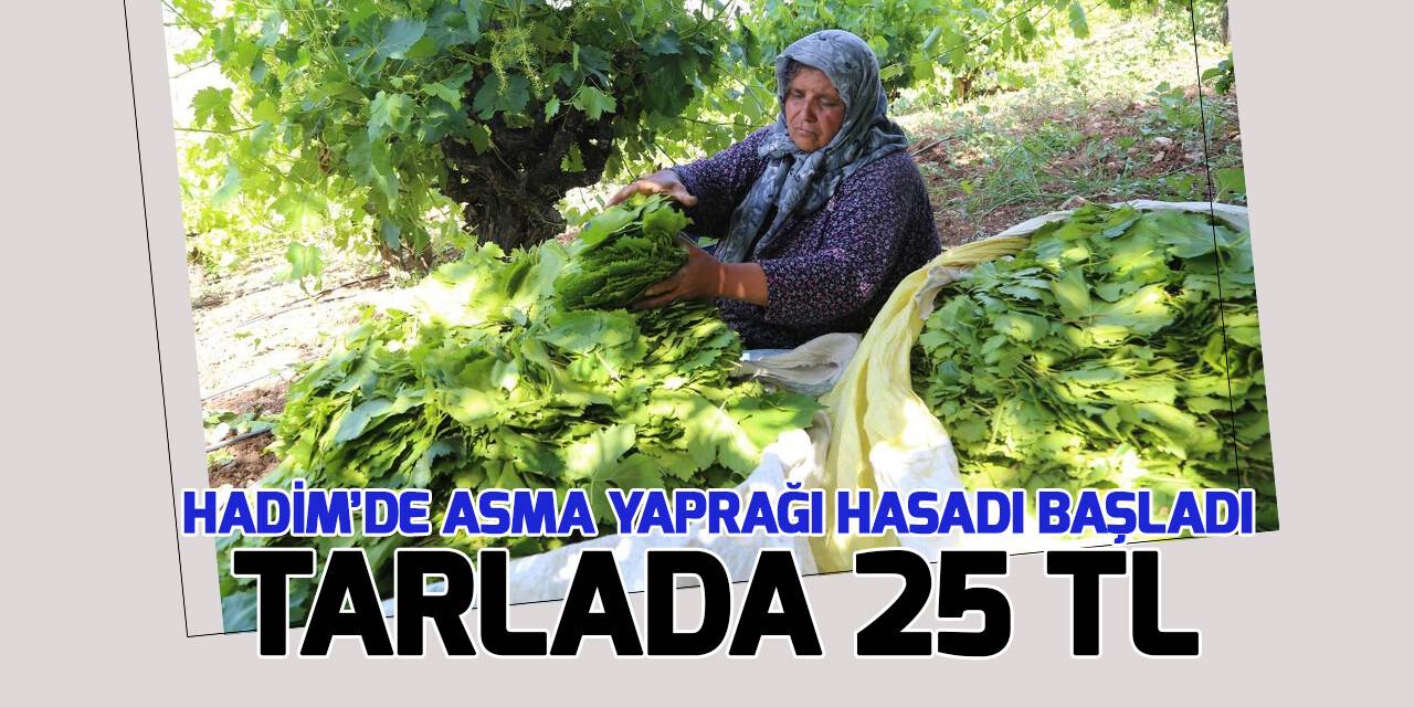 Konya’da üzüm yaprağı hasadı başladı:Tarlada 25 TL