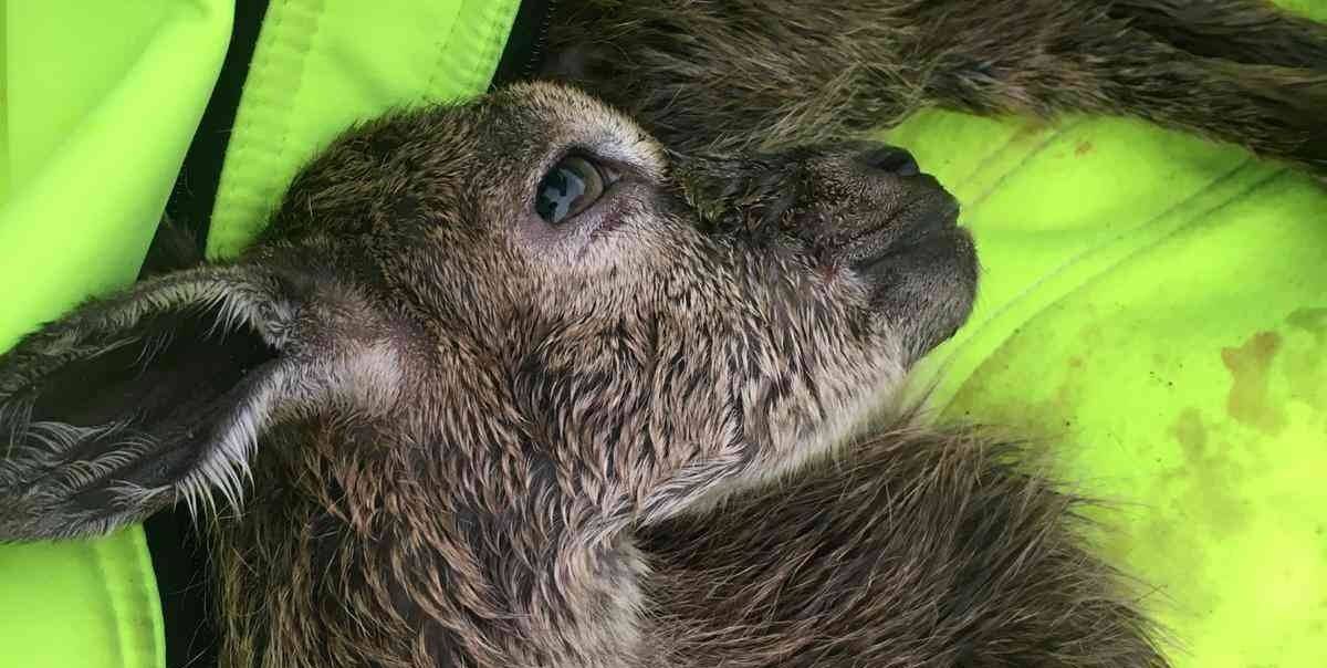 Doğa fotoğrafçısı yeni doğan dağ keçisini hayatta tutmak için her yolu denedi
