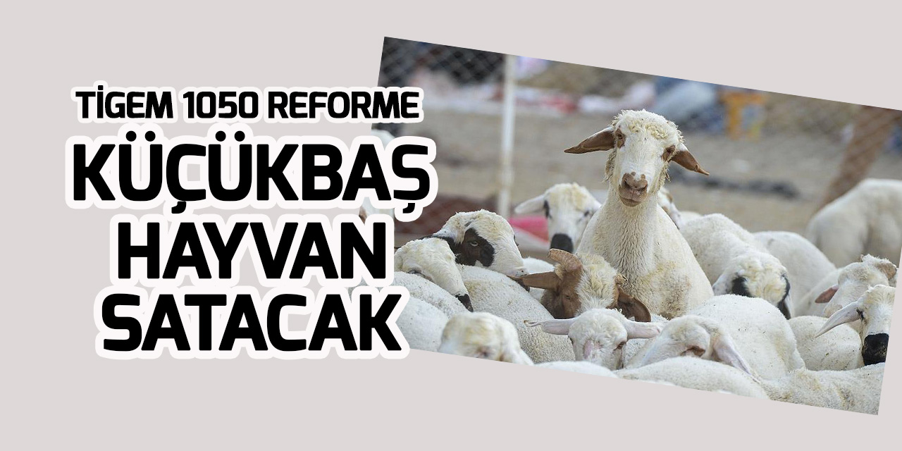 TİGEM 1050 reforme küçükbaş hayvan satmak üzere ihale açtı