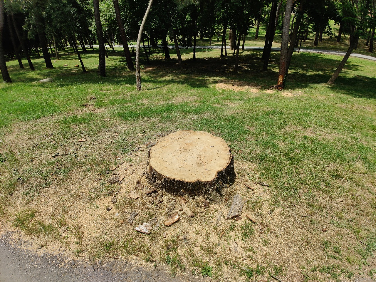 İBB ekipleri, Emirgan Korusu'ndaki 130 ağacı kesti