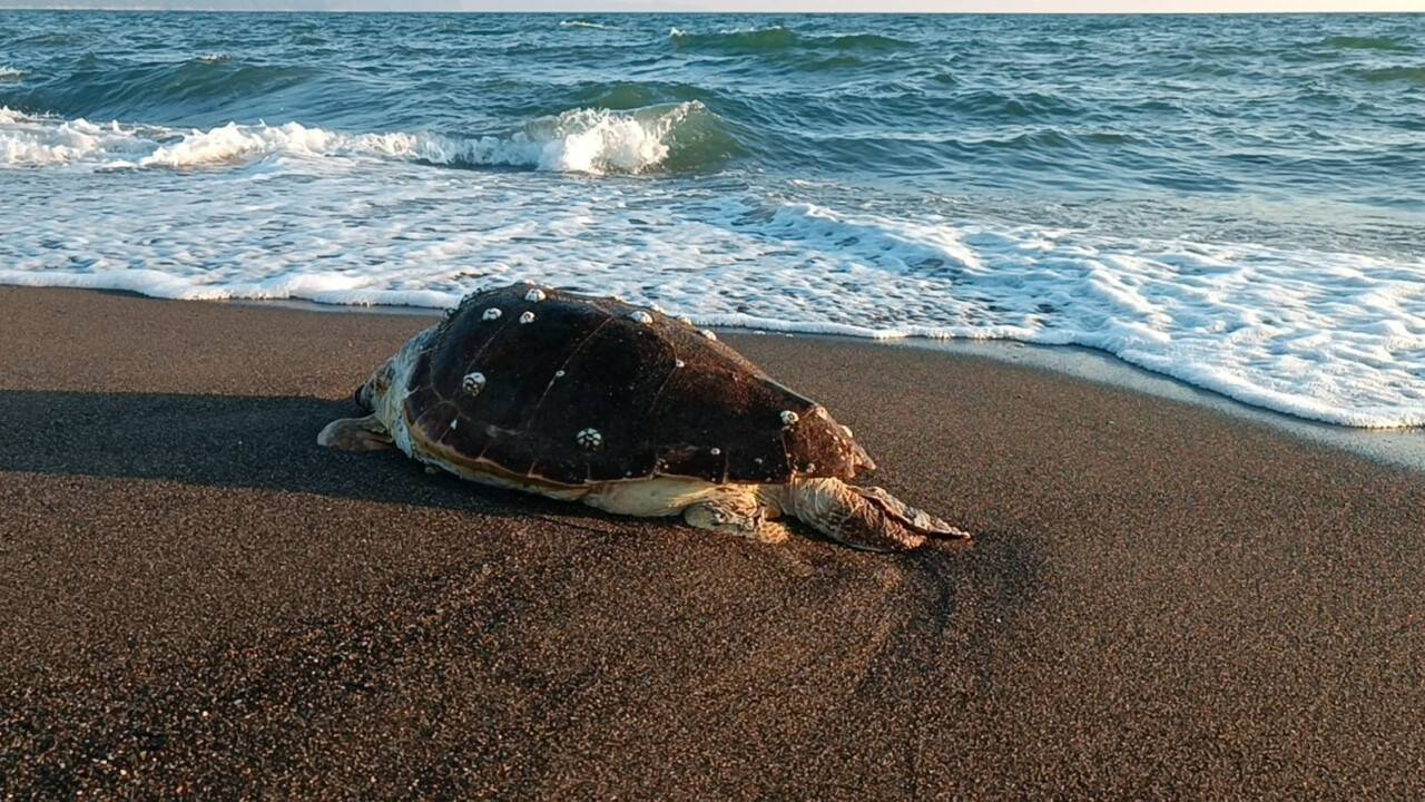 Hatay’da 2 deniz kaplumbağası sahile vurdu