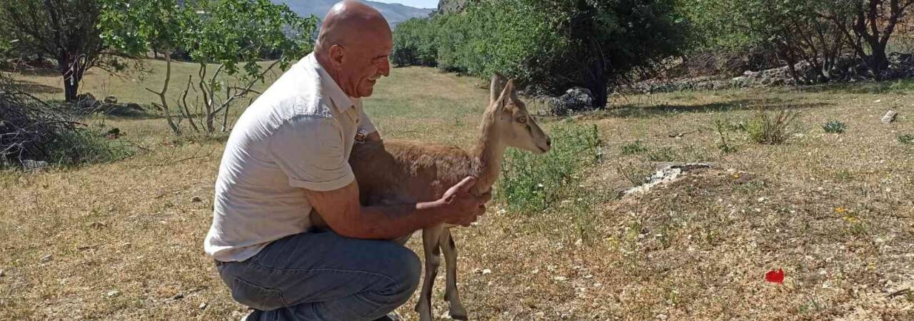 Köpeklerin saldırdığı yavru dağ keçisini vatandaşlar kurtardı