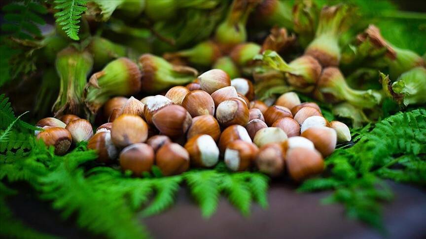 Giresun Tombul Fındığı coğrafi işaret olarak tescillendi