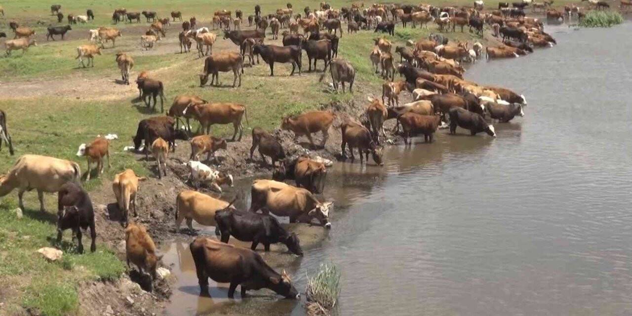 Muş büyükbaş hayvancılıktan ekonomiye 10 milyar 100 milyon lira katlı sağlıyor