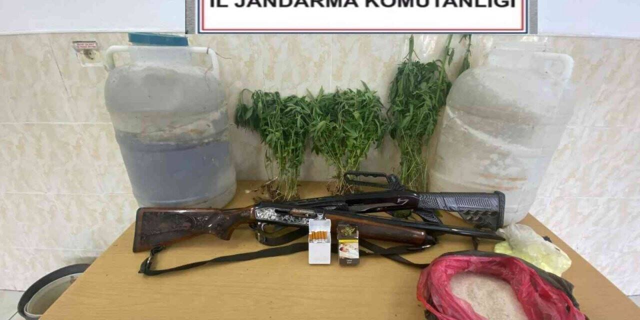 Sakarya’da yasadışı kenevir operasyonu: 1 gözaltı