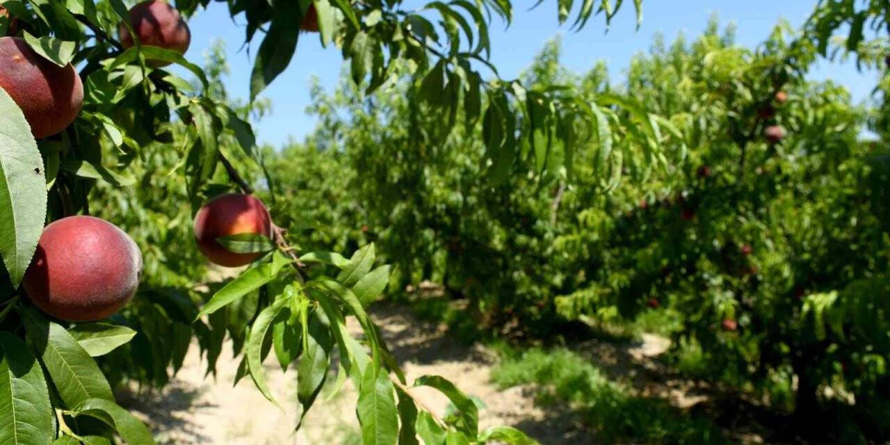 Kuşadası’nda İspanyol Şeftalisi’nin hasadına başlandı