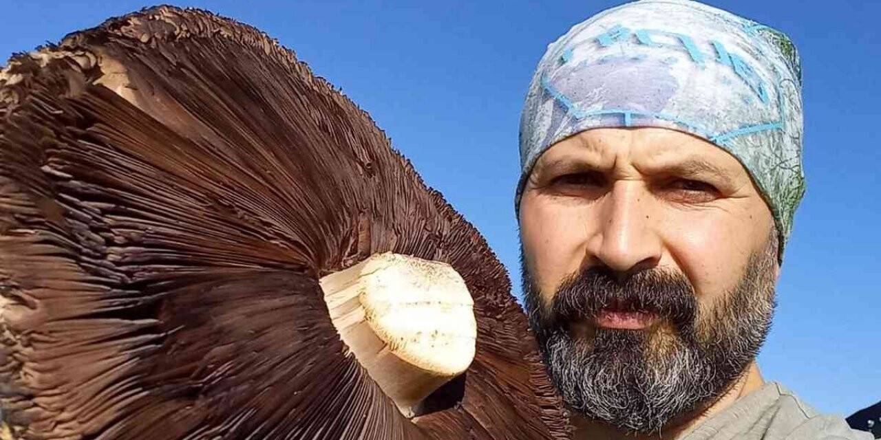 6 kiloluk devasa mantarlar görenleri şaşırttı