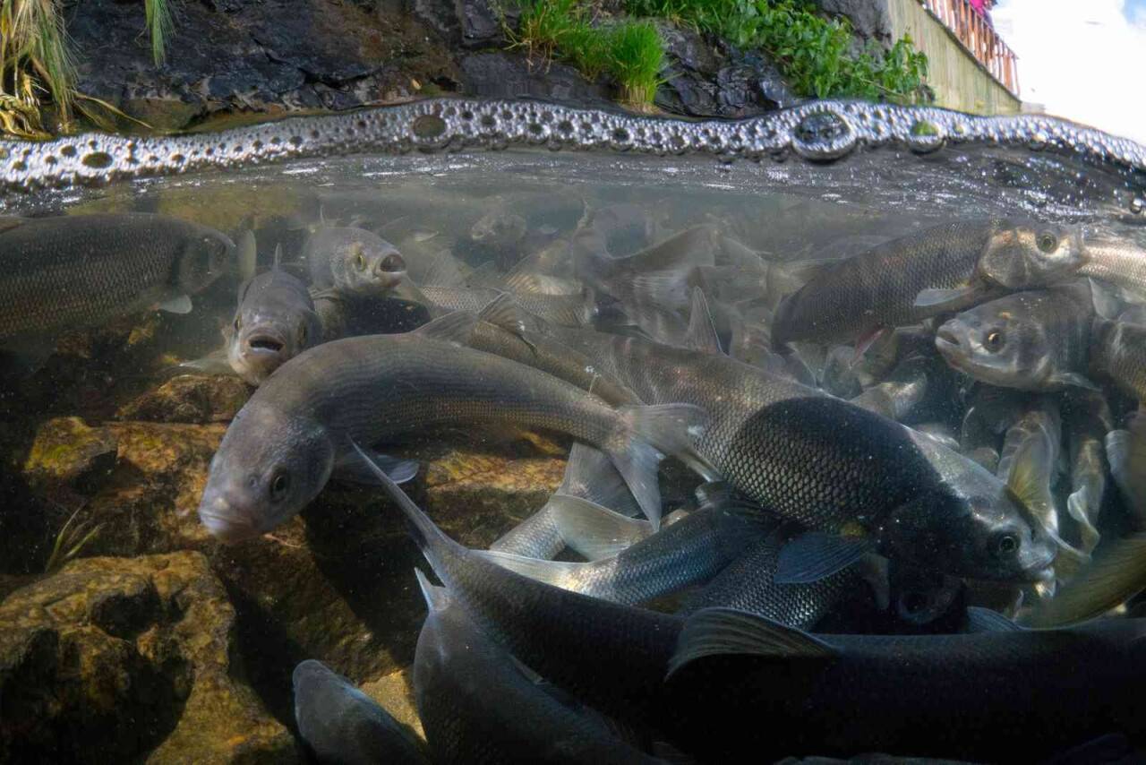 İnci kefalinin dönüş yolculuğu su altında görüntülendi