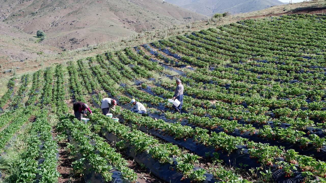 Bozkır mahalle, çileği sevince üretim alanı 134 katına çıktı