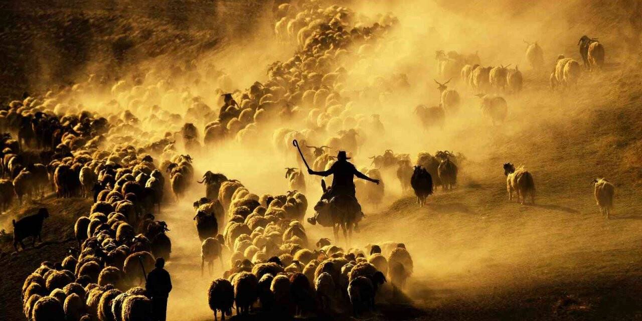 Sürülerin tozlu yolculuğu