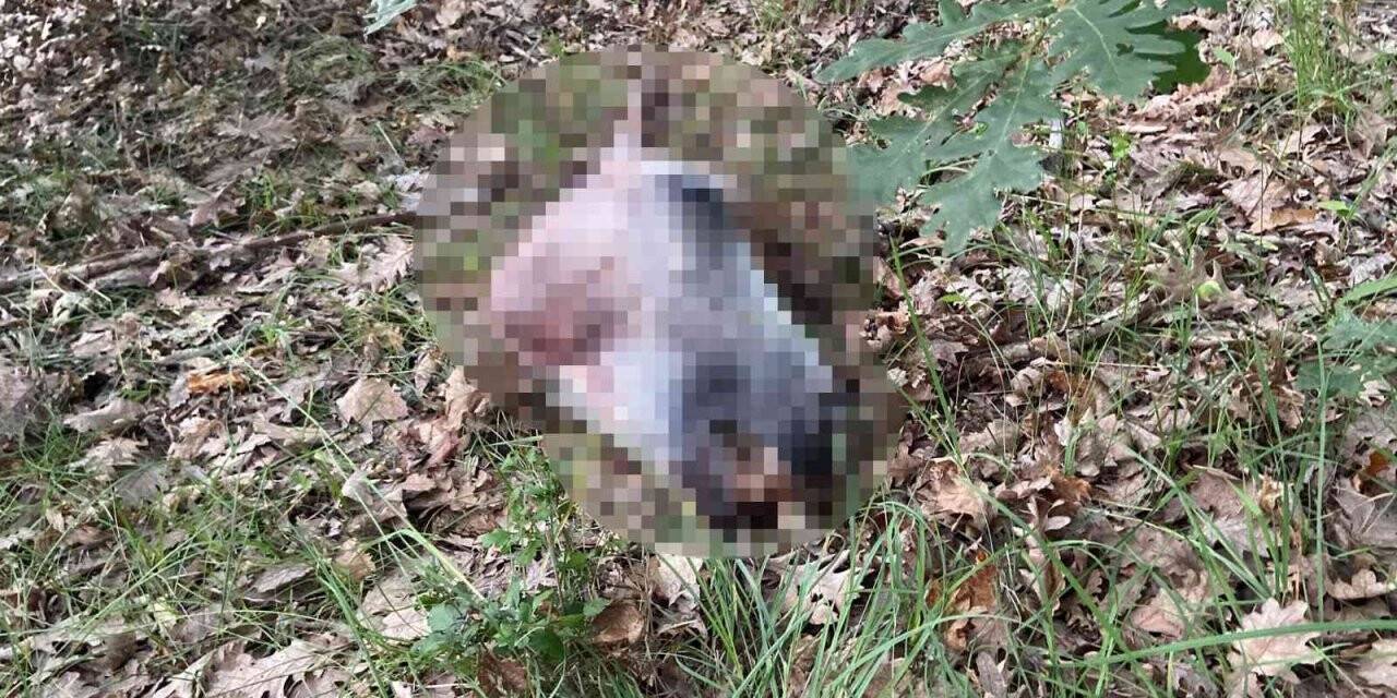 Ormanda kesilmiş atlara ait kemikler bulundu