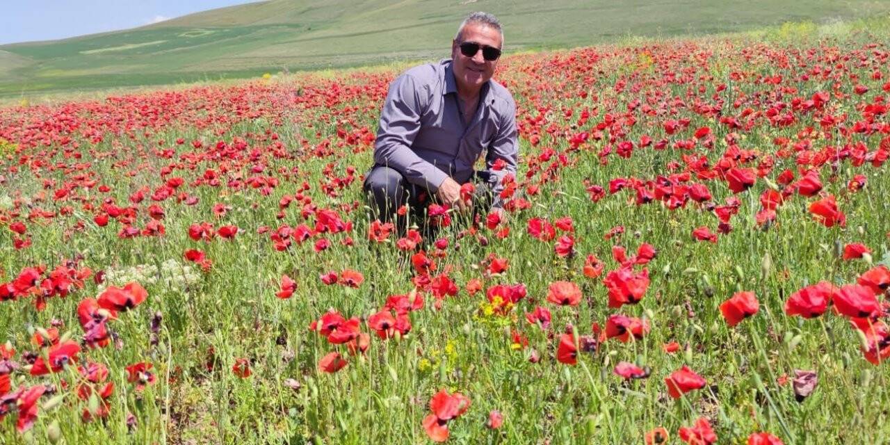 Yaban gülleri mest etti