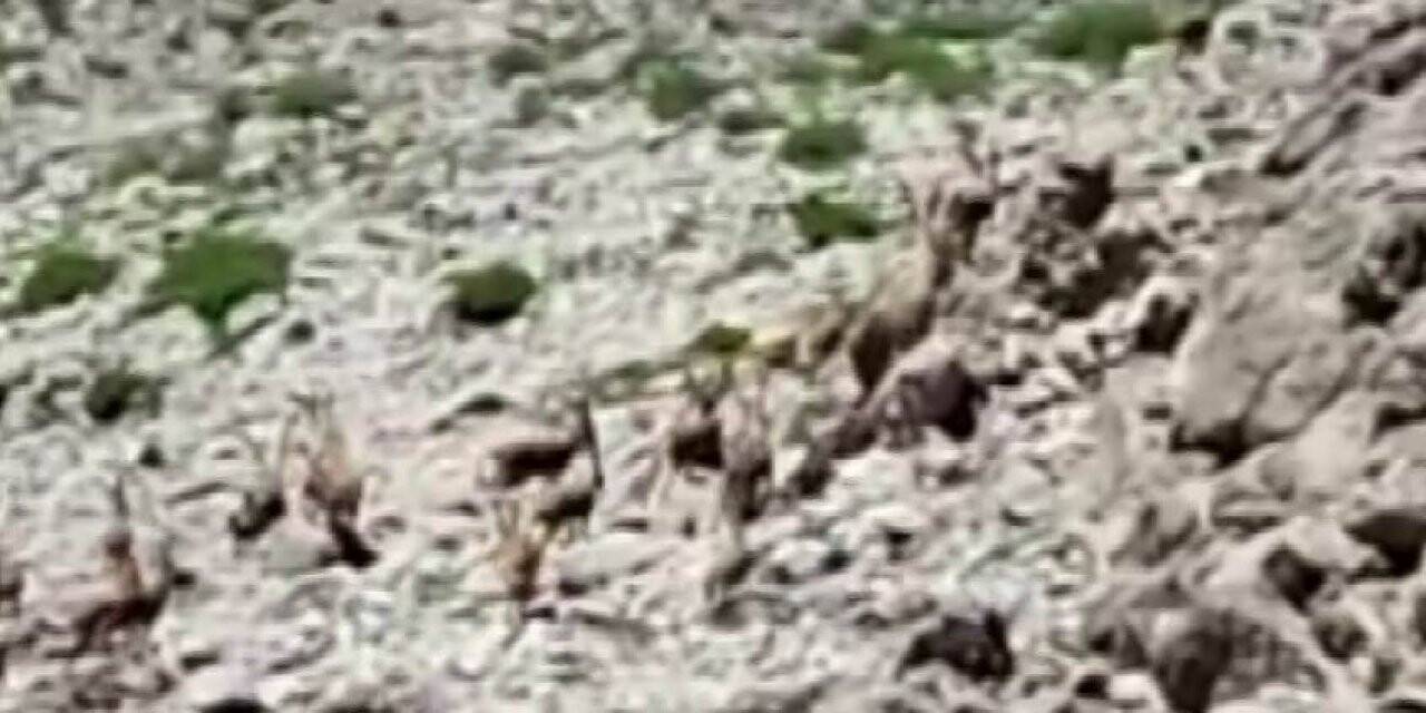 Yürüyüş yaparken sürü halinde dağ keçilerine denk geldi
