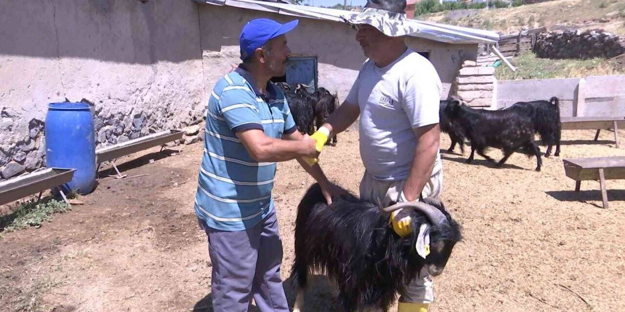 Elazığ’da kurbanlıklar görücüye çıktı: Fiyatlar 2 bin 500 liradan başlıyor