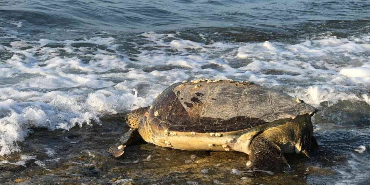 Binlerce yavru kaplumbağa denizle buluşacak
