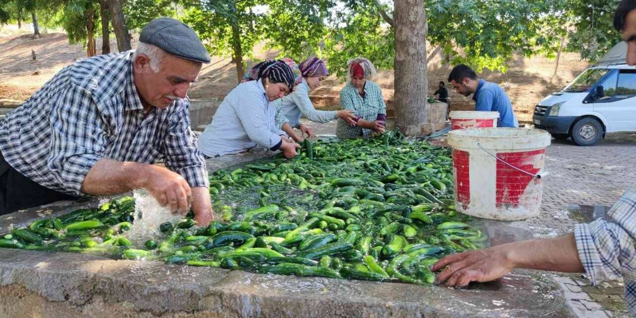 Kahramanmaraş salatalığı sofralardaki yerini aldı
