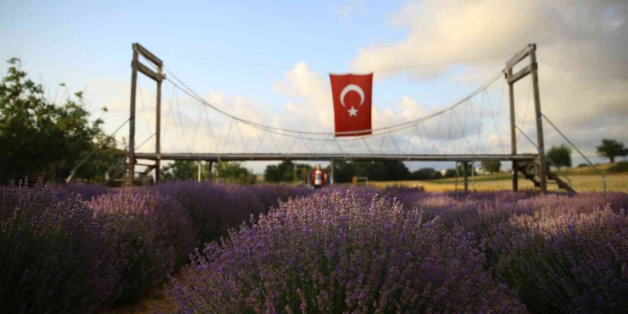 İstanbul’un yanı başındaki Tekirdağ’da mor günler başladı