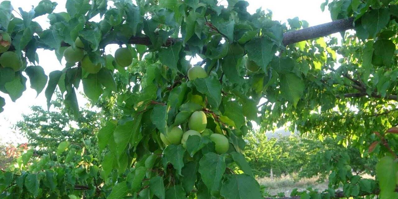 Malatya’da kayısı üreticisi hasat için gün sayıyor