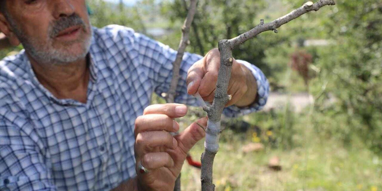 Ali Dağı’nda Antep Fıstığı yetişecek