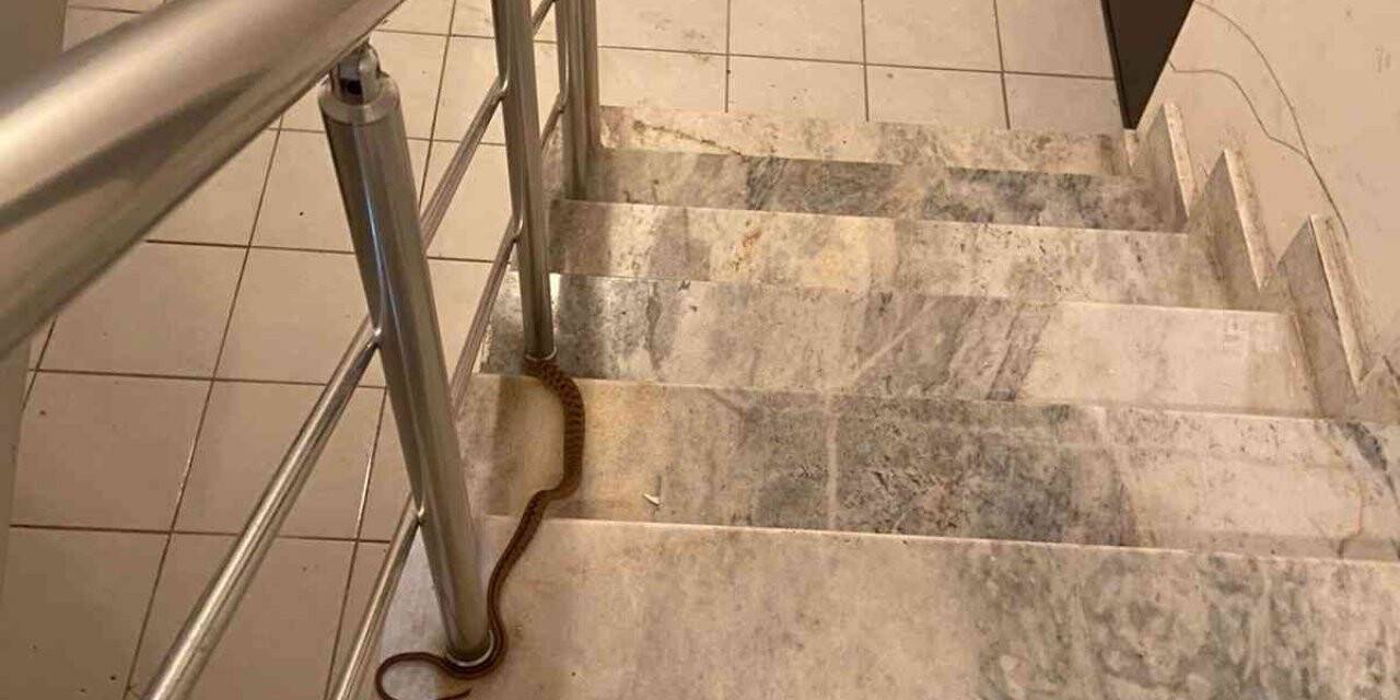 Elazığ’da apartmana giren yılan paniğe neden oldu