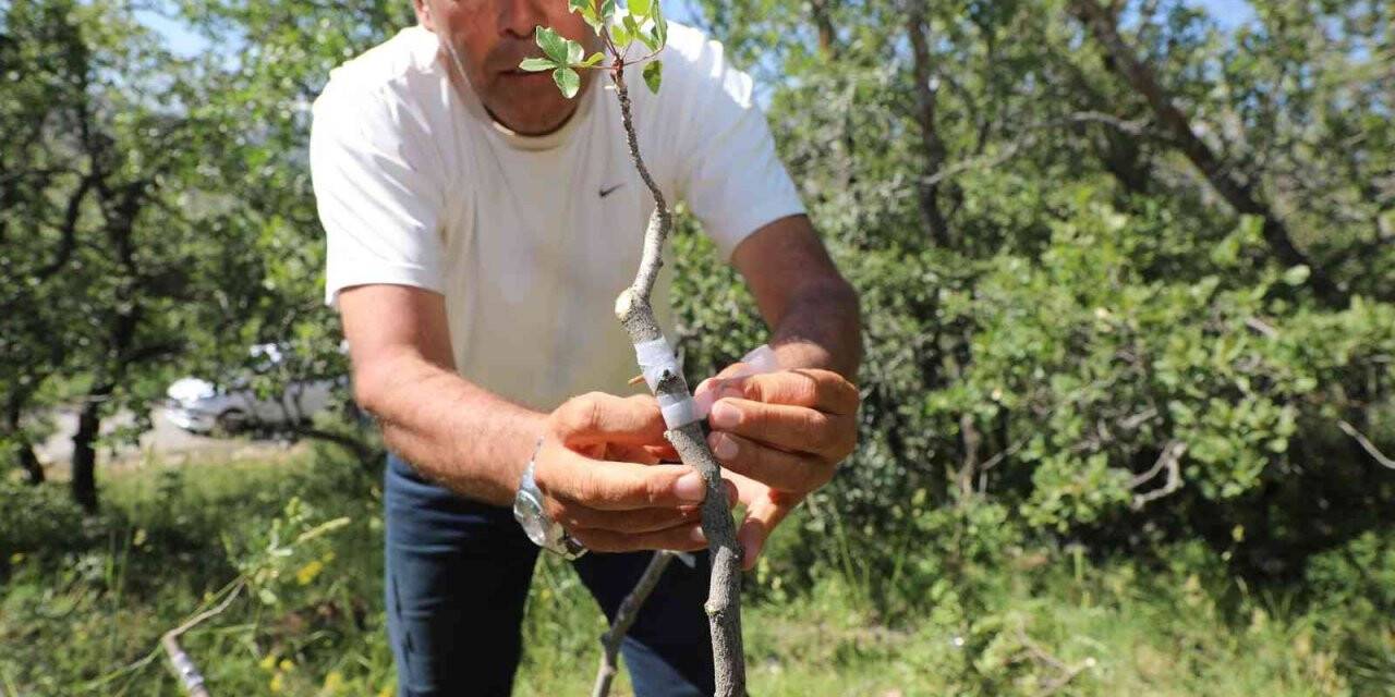 Ali Dağı’nda Antep fıstığı yetişecek