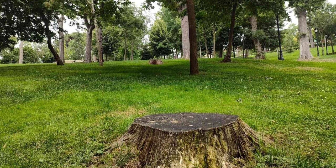 İBB, Emirgan’da 54 ağacı kesmişti, ağaçlardan geriye bu manzara kaldı