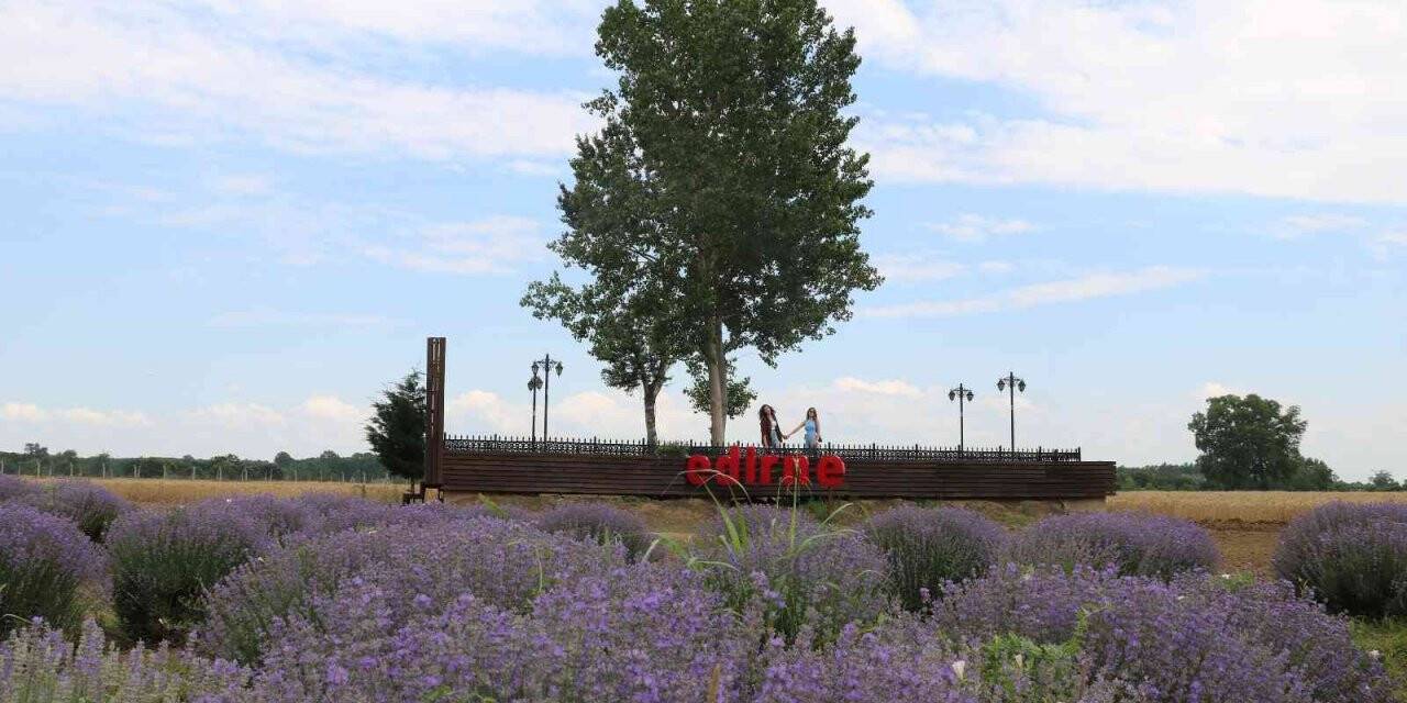 Edirne’de mor lavanta tarlaları ziyaretçilerini ağırladı