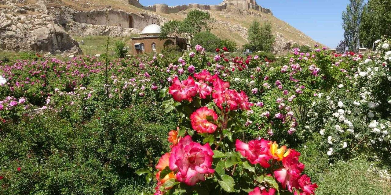 Van’ın tarih kokan gül bahçesinde renk cümbüşü
