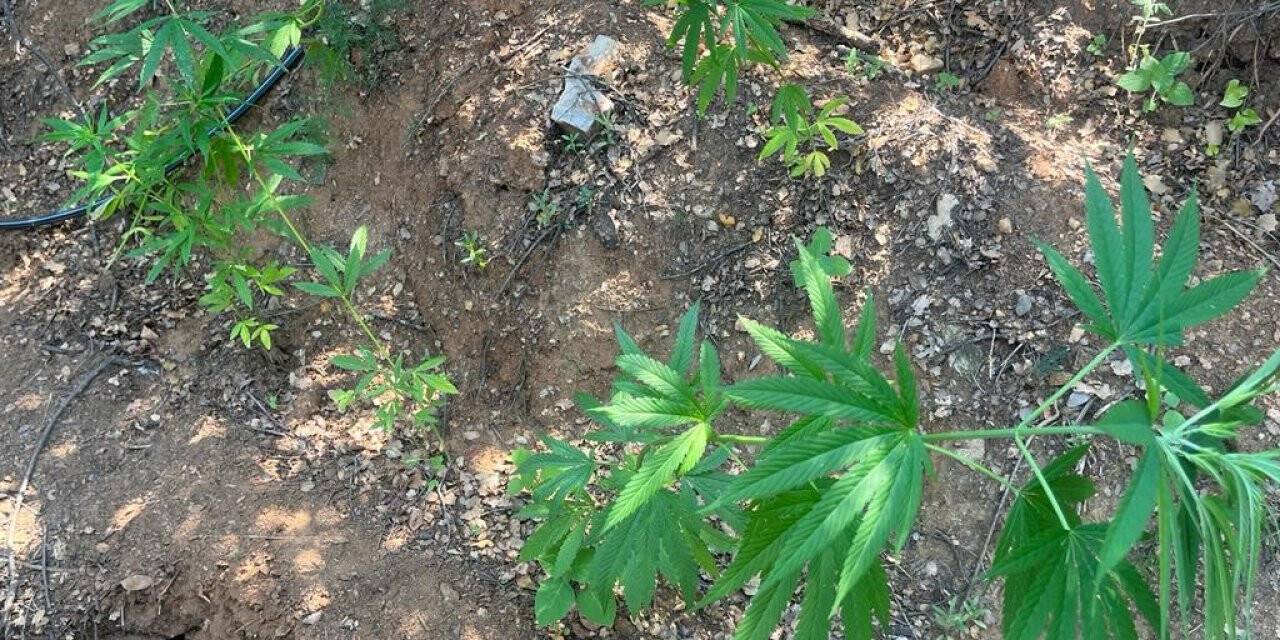 Ektiği kenevirleri sularken suçüstü yakalandı