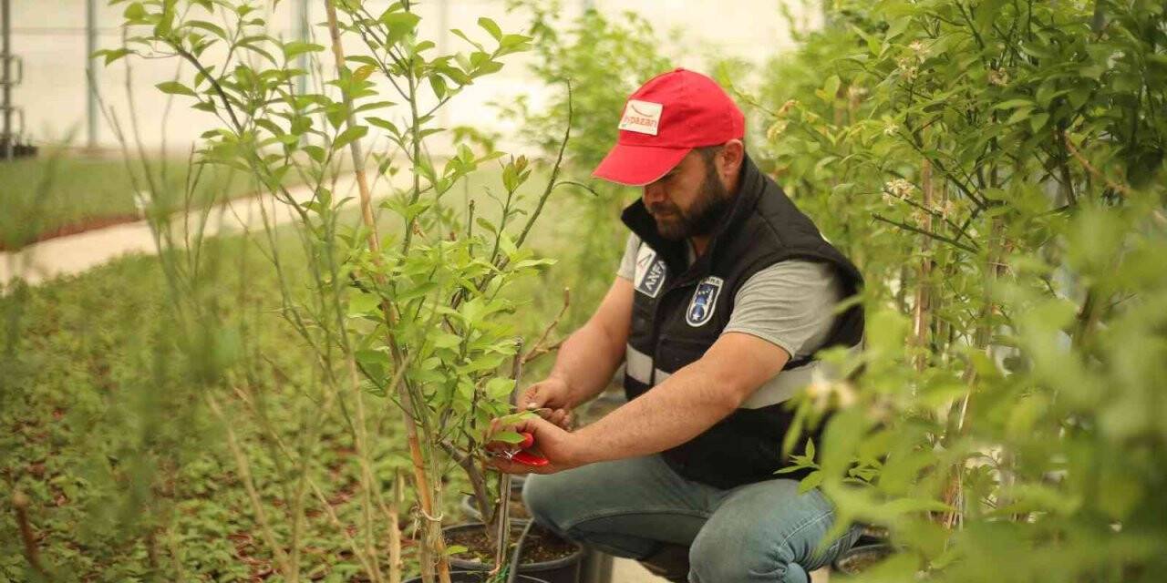 Beypazarı’na sera projesi