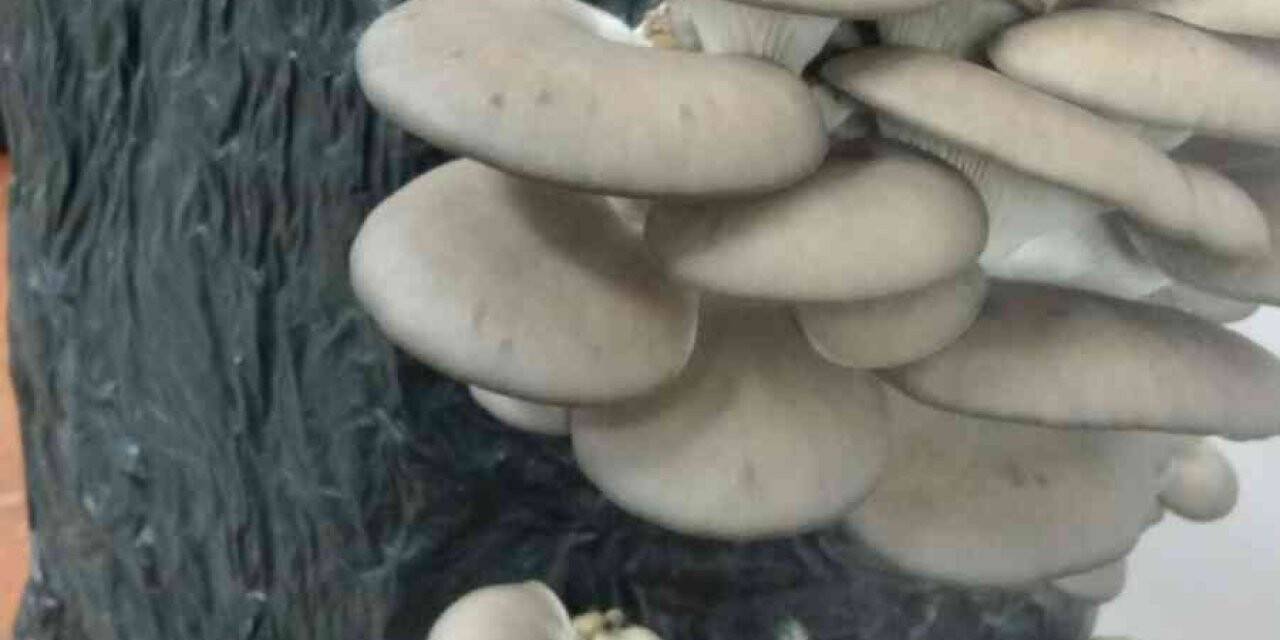 Tekirdağ’da öğretmen ve öğrenciler okulda istiridye mantarı yetiştiriyor