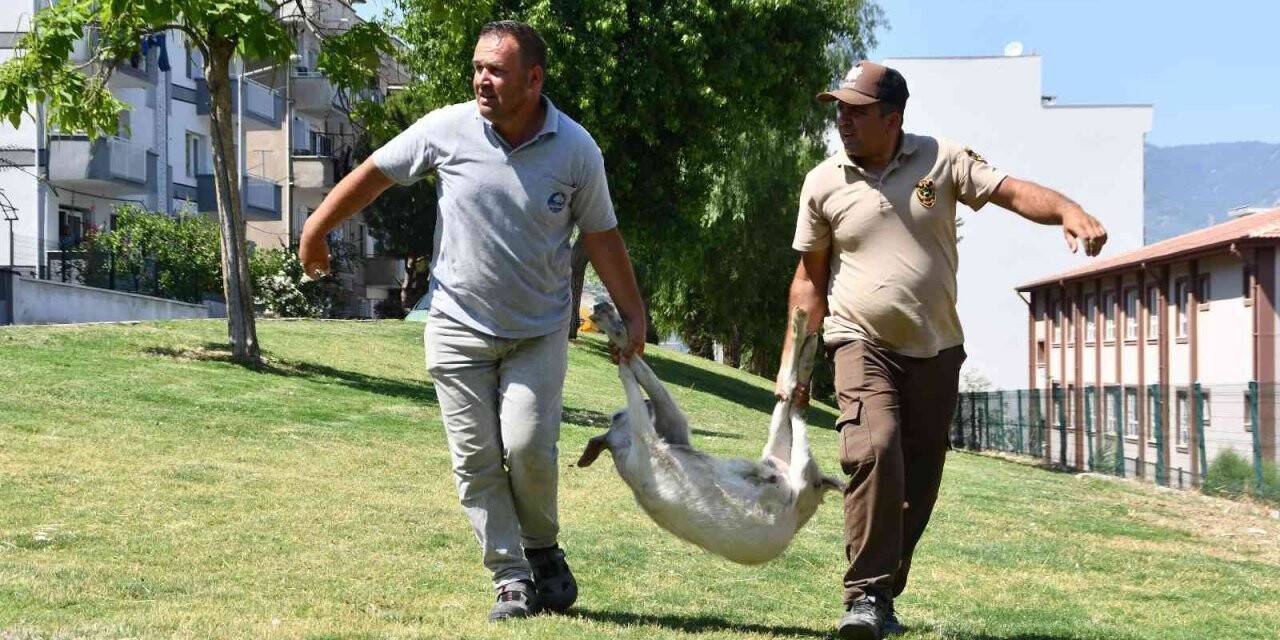 Bu operasyonda ’suçlular’ değil ’başıboş keçiler’ yakalandı