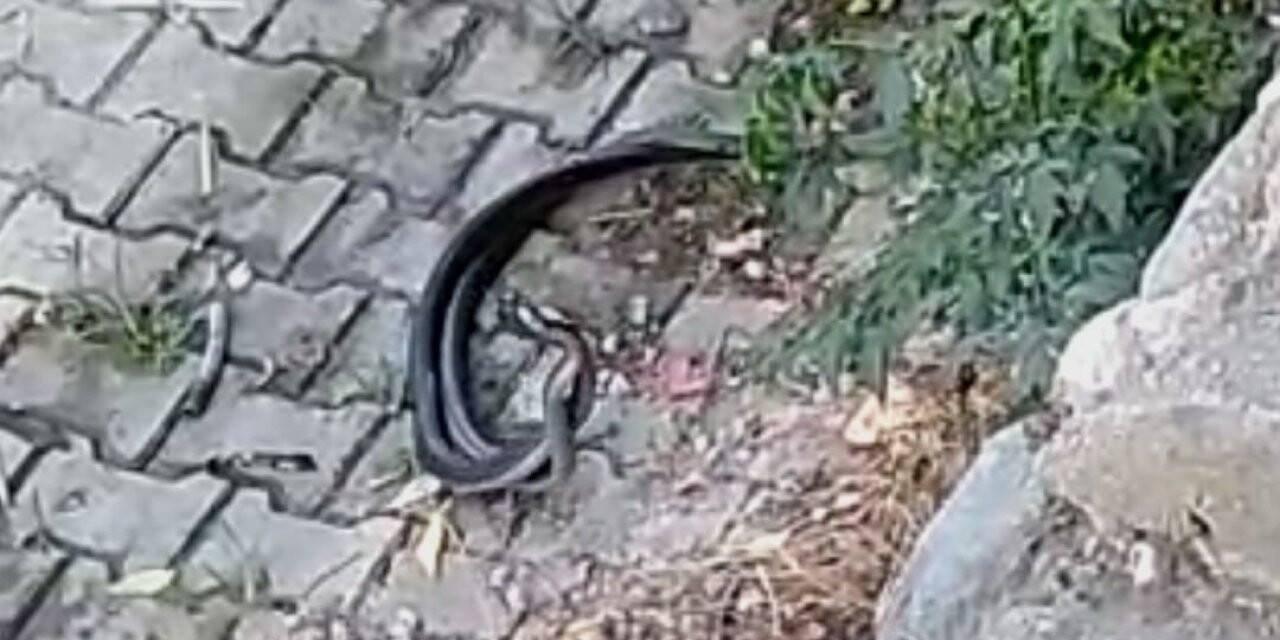 Hatay’da yılanların dansı