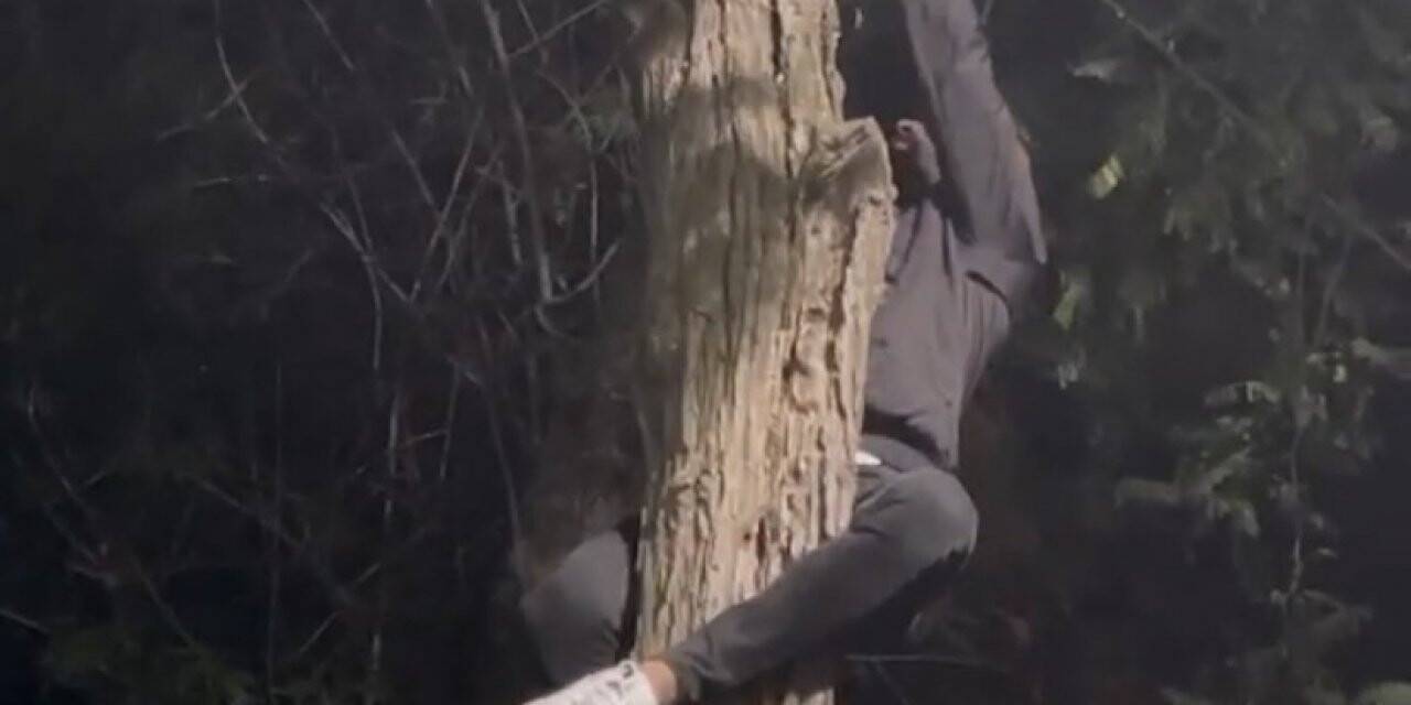 Nişantaşı’nda ağaçta mahsur kalan kediyi genç adam böyle kurtardı