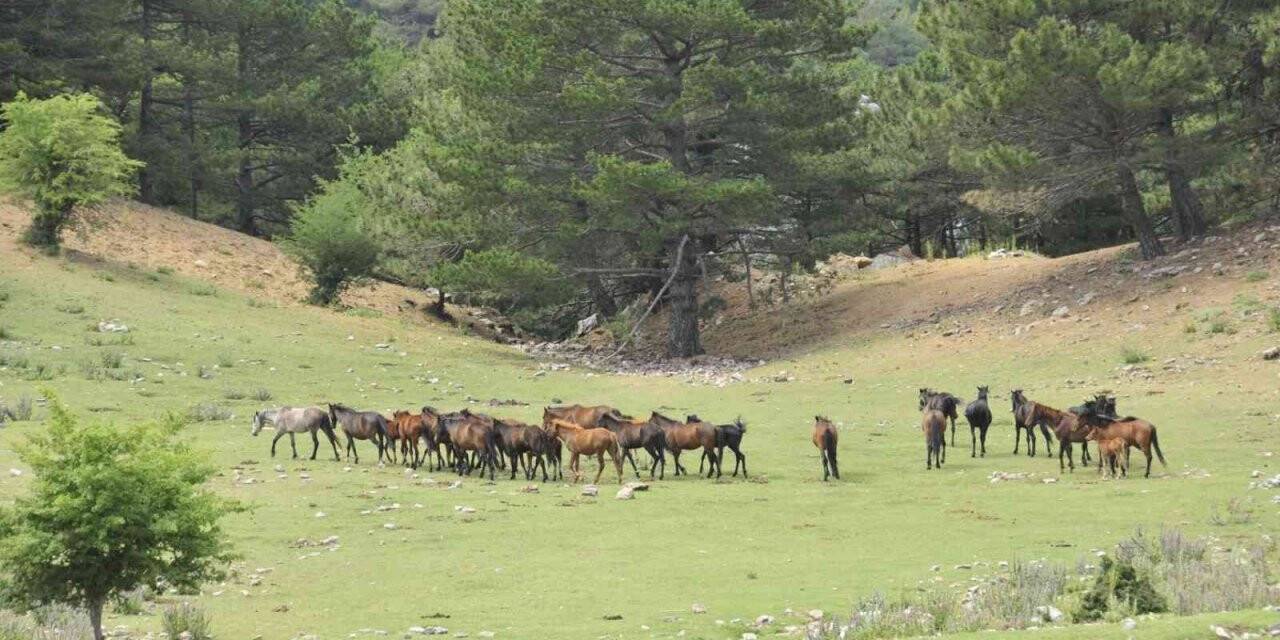 Dilek Yarımadası Milli Parkı’nda yaşayan yılkı atlarının sayısı her geçen gün artıyor