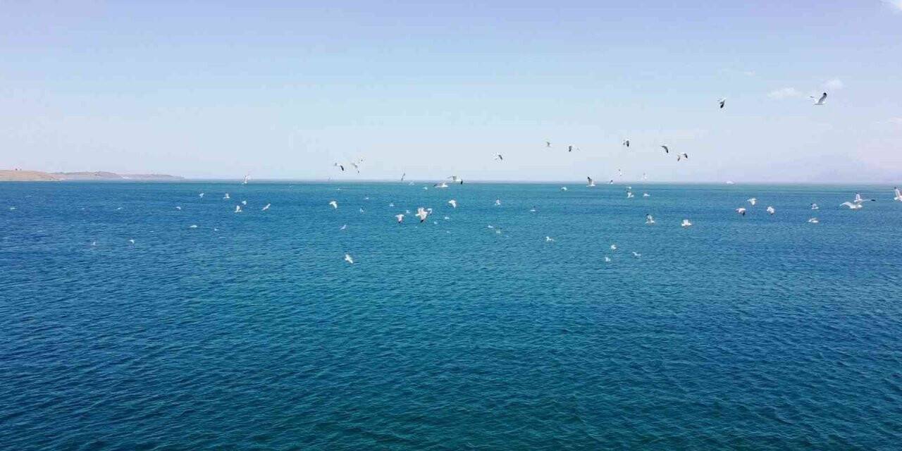 Martıların Van Gölü üzerindeki dansı adeta büyüledi