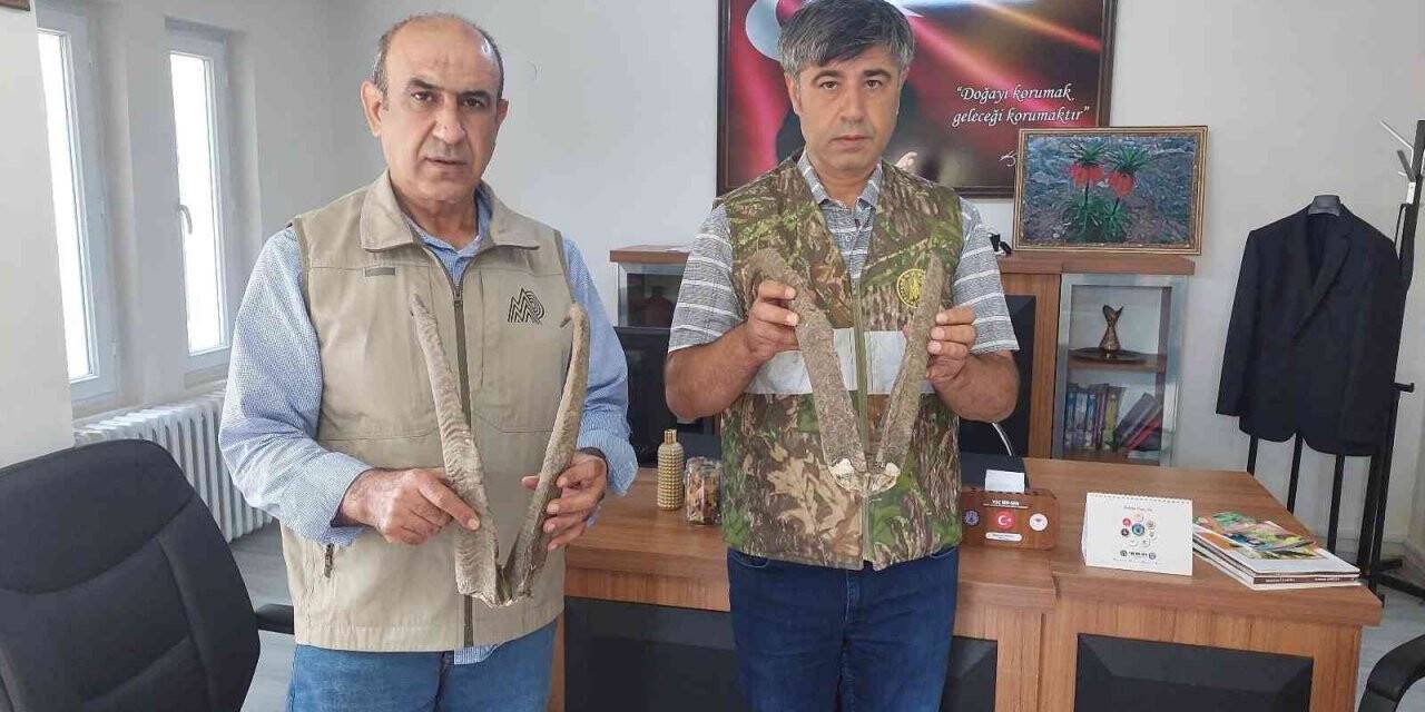 Adıyaman’da ele geçirilen keçi boynuzuna 513 bin TL ceza