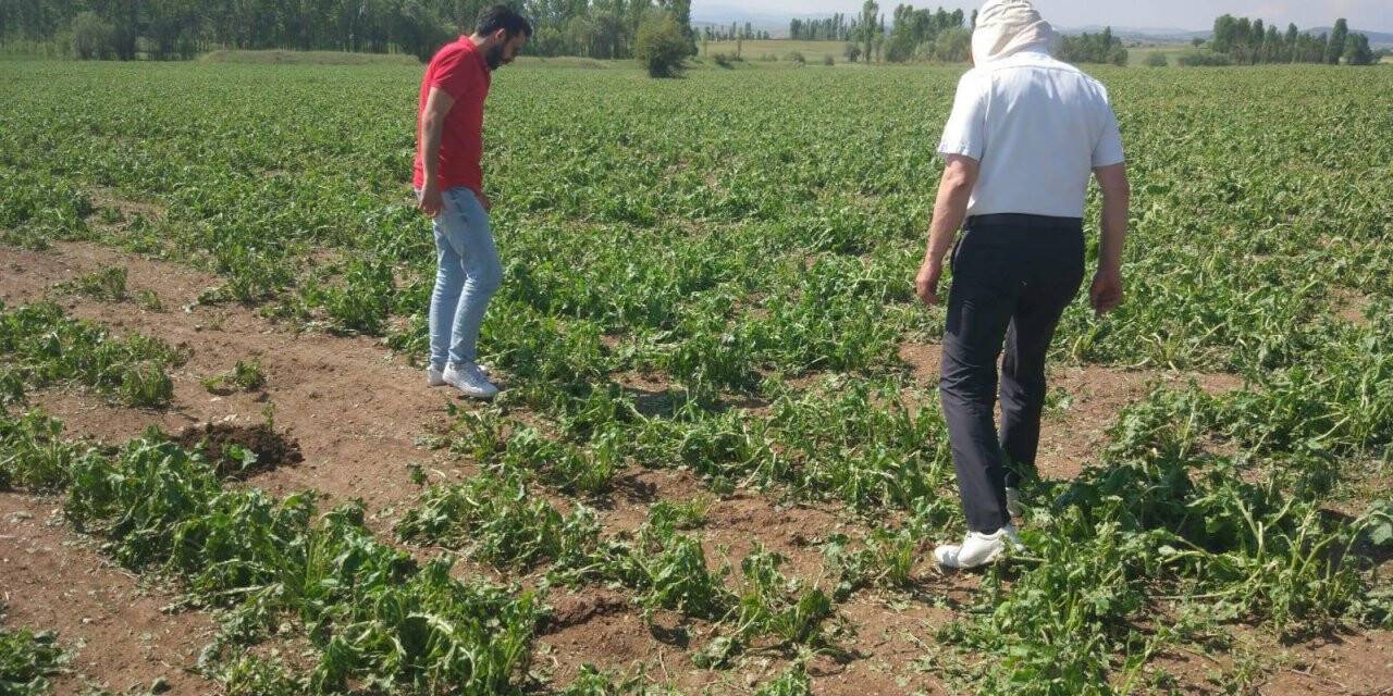 Çavdarhisar’da doludan zarar gören ekili alanlarda hasar tespit çalışmaları