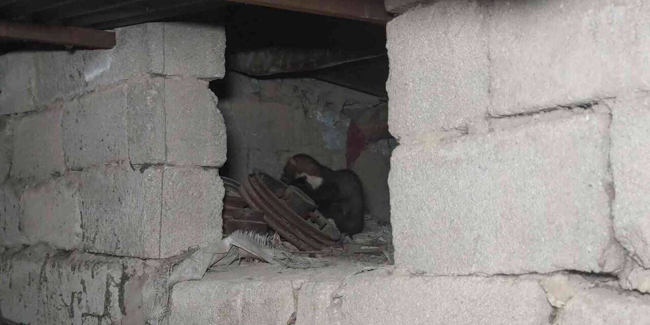 Sansarlar, Akyüz ailesini tedirgin ediyor