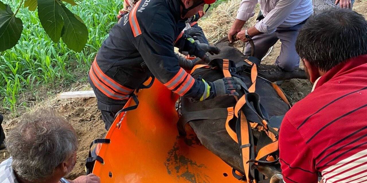 İtfaiyeden inek kurtarma operasyonu