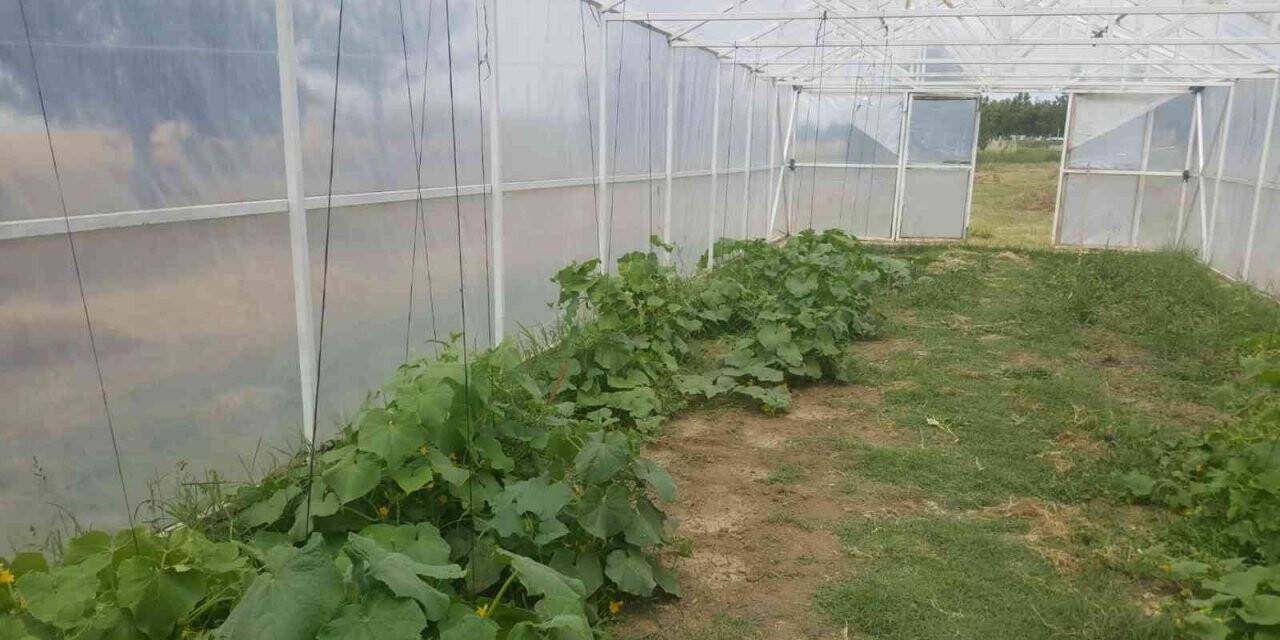 Tekirdağ’da öğrenciler organik sebze ve meyve yetiştiriyor