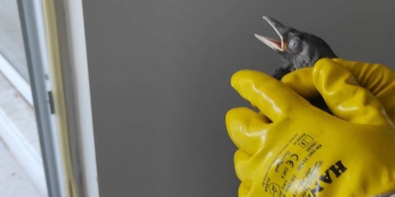 Bingöl’de havalandırma boşluğunda mahsur kalan kargalar kurtarıldı